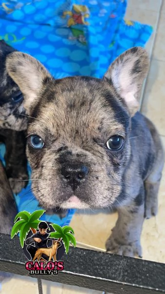 Disponibili 7 cuccioli di Bulldog francesi | Foto 2