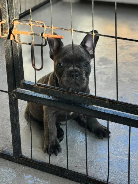 Disponibili 7 cuccioli di Bulldog francesi | Foto 1