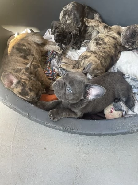 Disponibili 7 cuccioli di Bulldog francesi | Foto 0