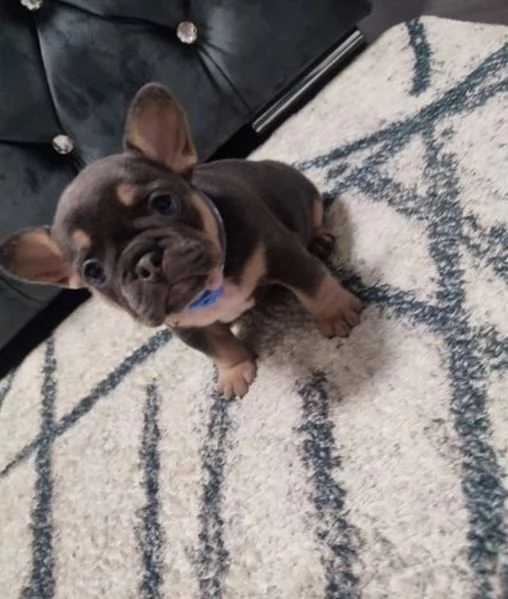 Cuccioli di Bulldog francese. 4  | Foto 0