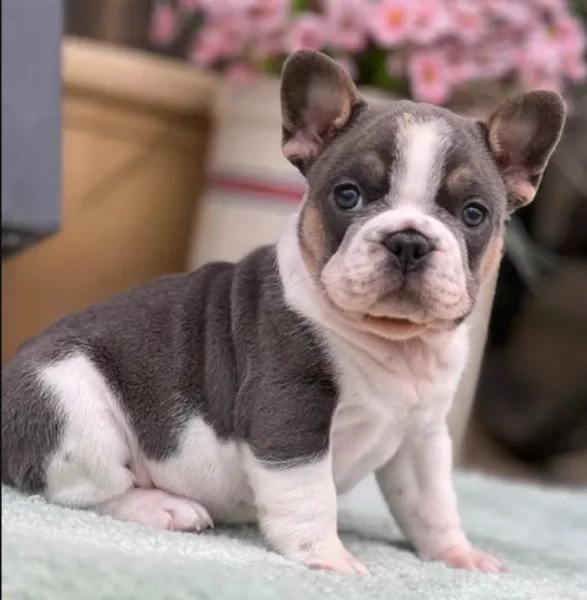 Splendidi cuccioli di bulldog bouledogue francesi