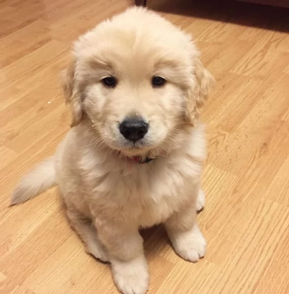 Adorabili cuccioli di Golden Retriever! | Foto 0
