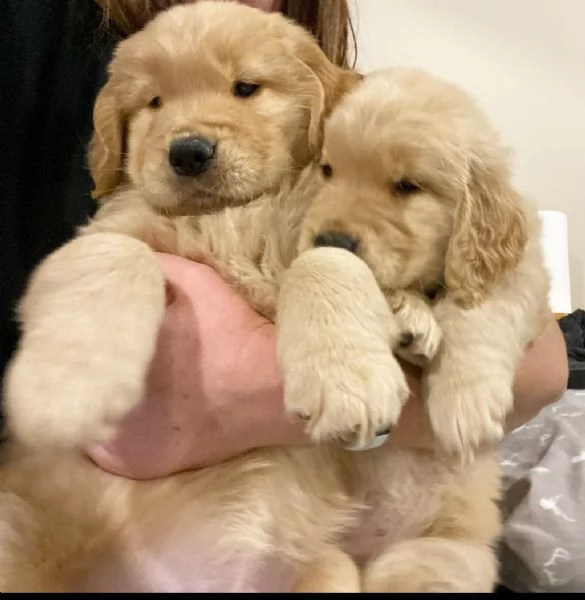 Adorabili cuccioli di Golden Retriever!