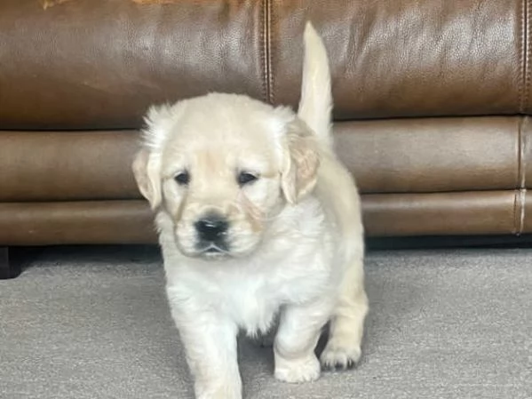 cuccioli di Golden Retriever molto preziosi | Foto 1