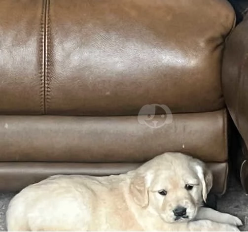 cuccioli di Golden Retriever molto preziosi | Foto 0