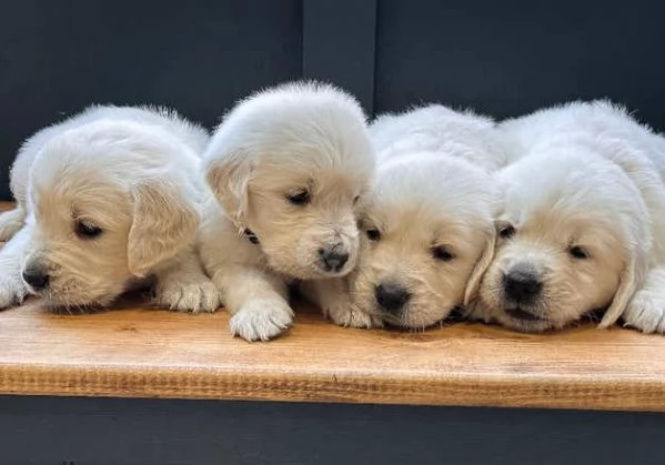 cuccioli di Golden Retriever molto preziosi