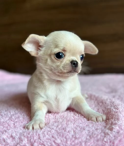 Cuccioli di Chihuahua | Foto 0