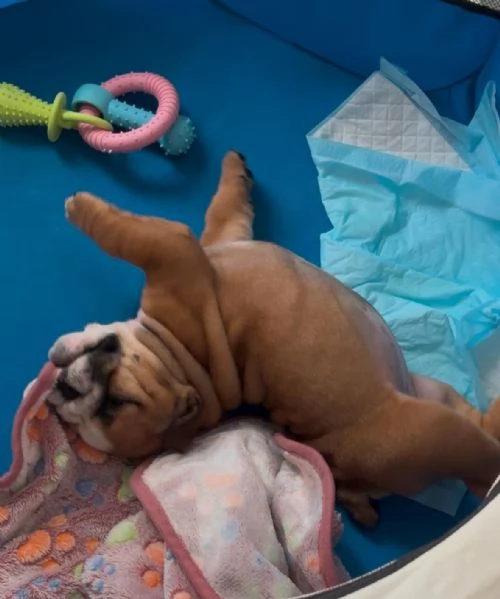 cucciola di bulldog inglese femmina | Foto 6