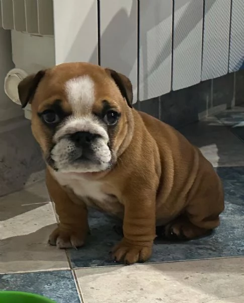 cucciola di bulldog inglese femmina | Foto 5