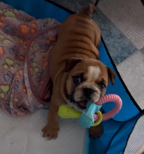 cucciola di bulldog inglese femmina | Foto 3