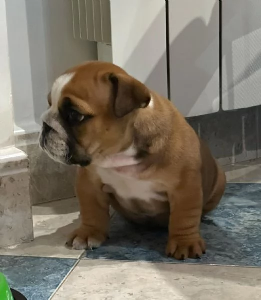 cucciola di bulldog inglese femmina | Foto 2