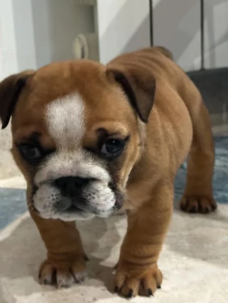 cucciola di bulldog inglese femmina | Foto 1