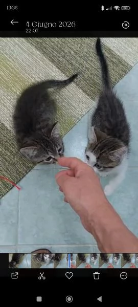 Ariella e Archimede cercano casa! | Foto 1