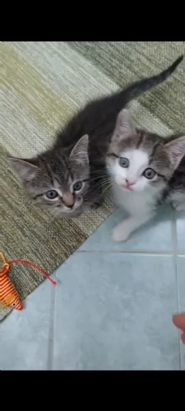 Ariella e Archimede cercano casa! | Foto 0