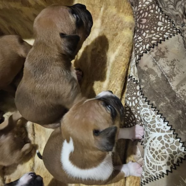 Pitbull Cucciolo  | Foto 3