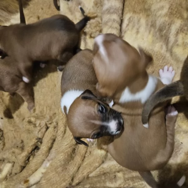 Pitbull Cucciolo  | Foto 2