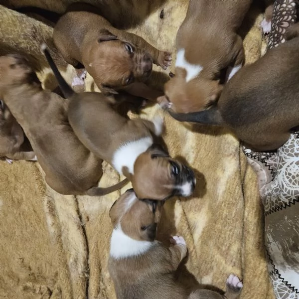 Pitbull Cucciolo  | Foto 1