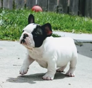 Vendo Bulldog francese maschio e femmina