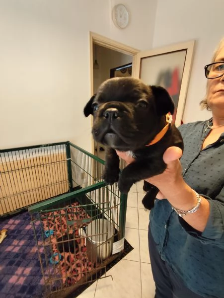 Cuccioli di bouldogue francese  | Foto 3