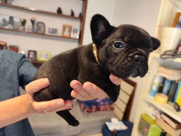 Cuccioli di bouldogue francese  | Foto 2