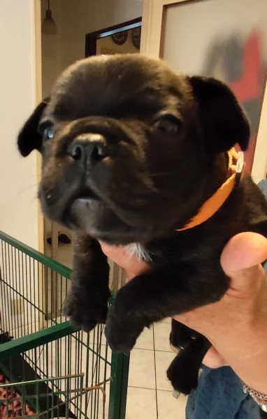 Cuccioli di bouldogue francese  | Foto 1