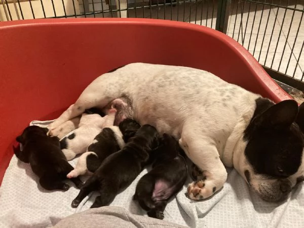 Cuccioli di bouldogue francese 