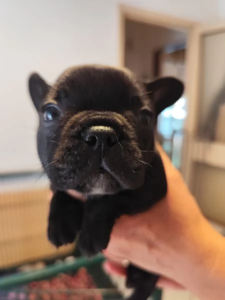 Cuccioli di bouldogue francese  | Foto 0