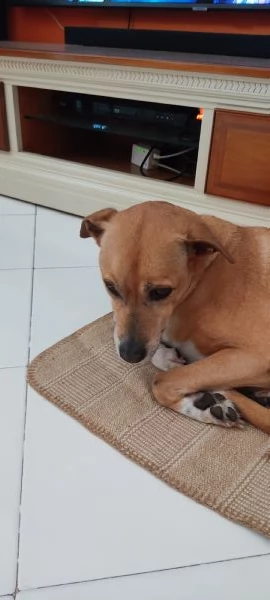 Regalo cane meticcio femmina | Foto 2