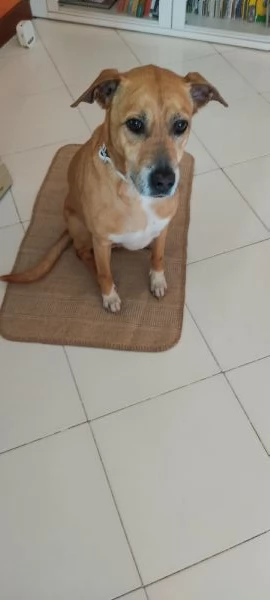 Regalo cane meticcio femmina | Foto 1