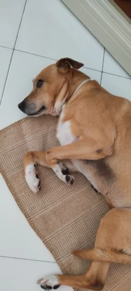 Regalo cane meticcio femmina | Foto 0