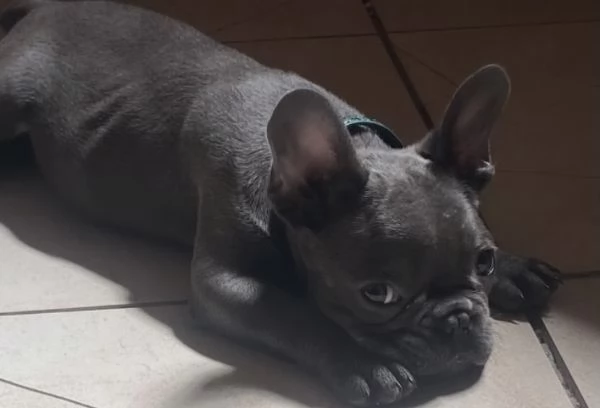 Buldog francese blue | Foto 0