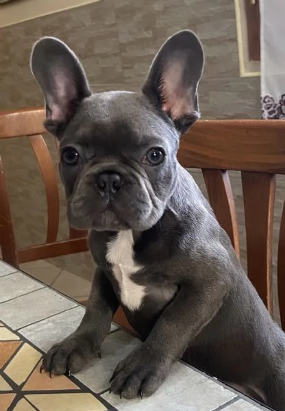 Buldog francese blue