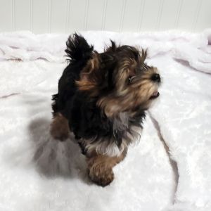 REGALO YORKSHIRE  | Foto 0