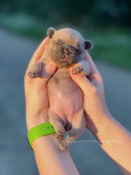 Cuccioli di Bulldog Francese