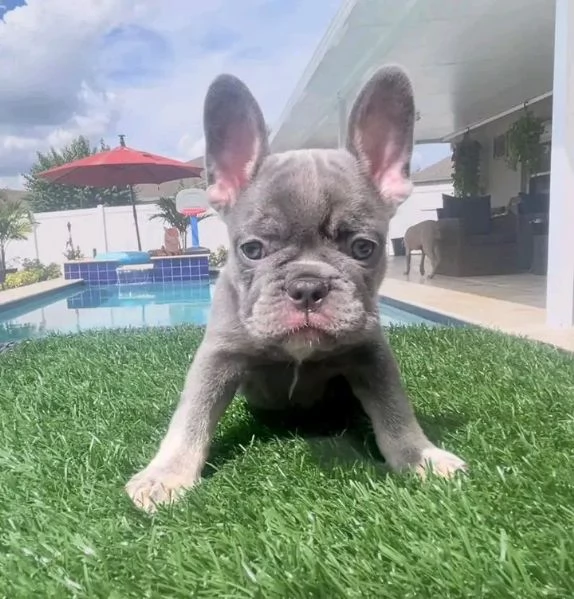 bellissimo cucciolo bulldog francese 