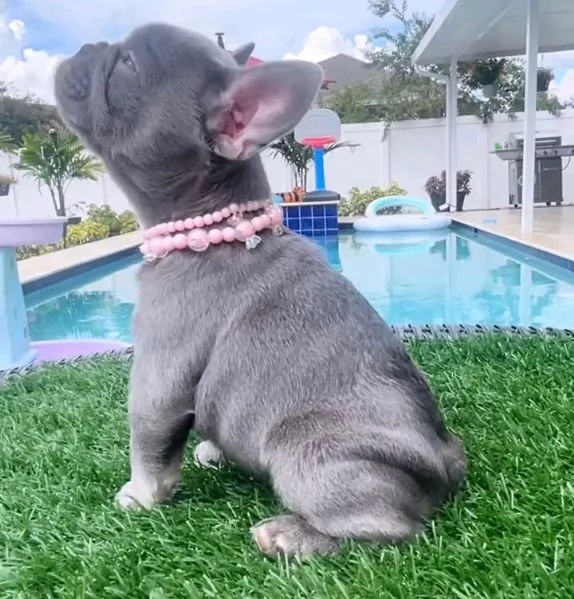 Disponibili cuccioli di bulldog francesi 