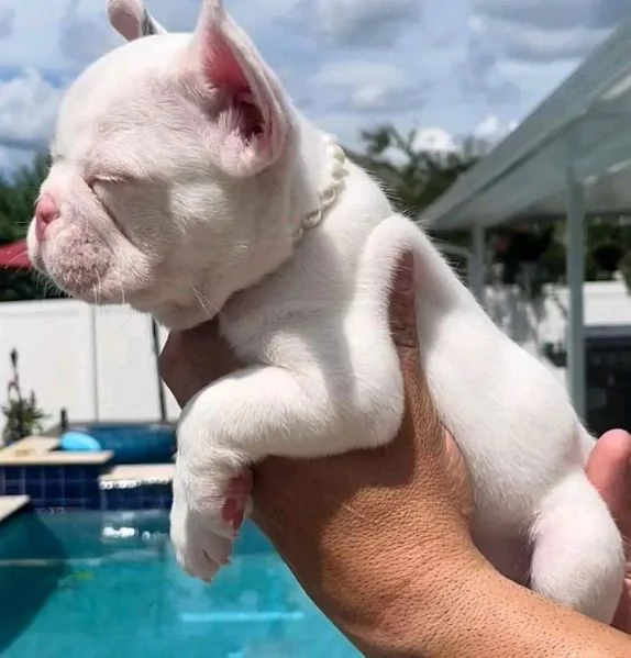Cuccioli di bulldog francese