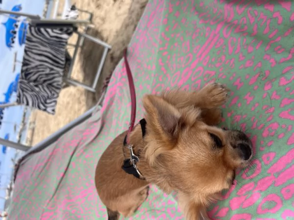 Chihuahua a pelo lungo maschio pedigree ENCI | Foto 1