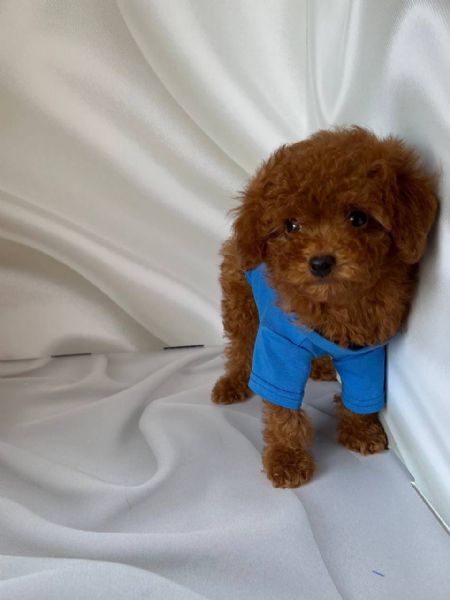 Cuccioli di barboncino toy  | Foto 0