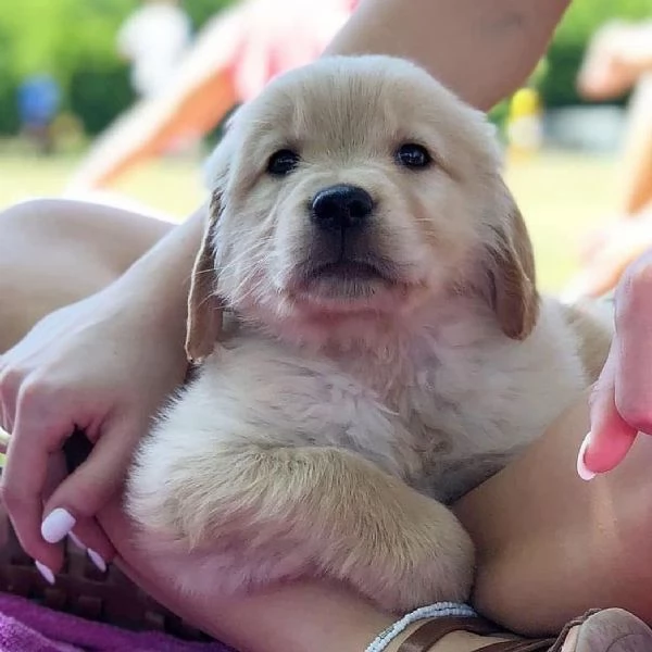 CUCCIOLI DI GOLDEN RETRIEVER | Foto 0