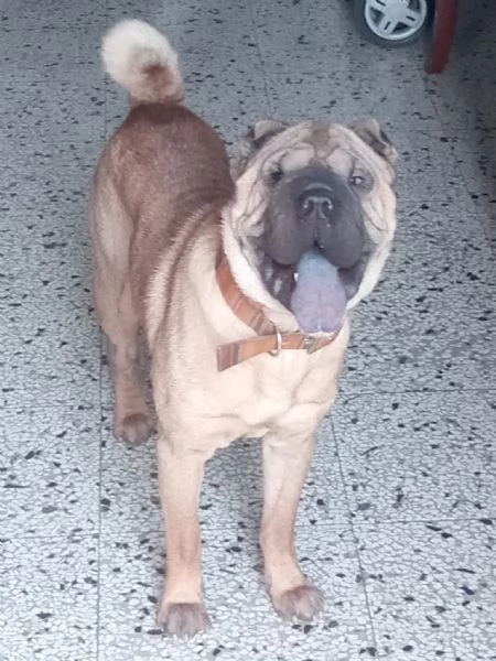 Cane sharp-ei  | Foto 2