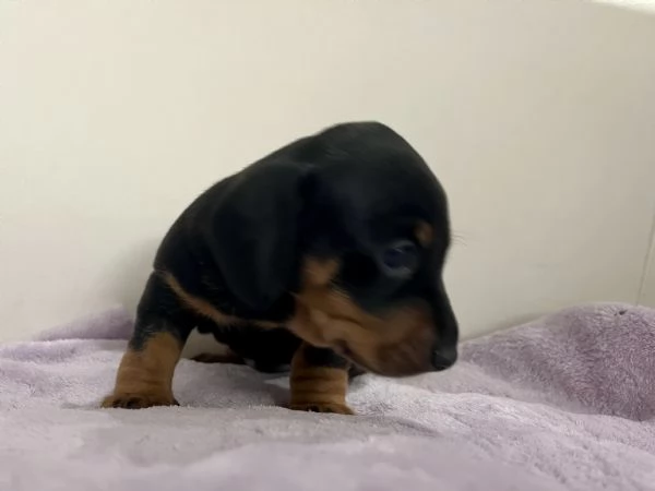 Cuccioli Bassotto Nani, Kaninchen 