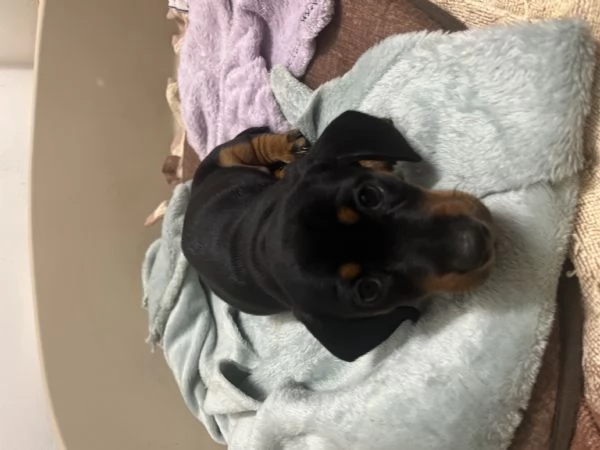 Cuccioli Bassotto Nani, Kaninchen  | Foto 6