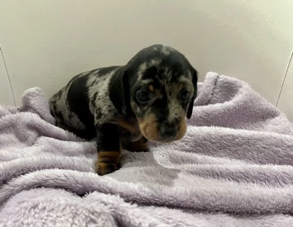 Cuccioli Bassotto Nani, Kaninchen  | Foto 4