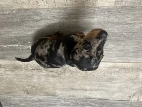 Cuccioli Bassotto Nani, Kaninchen  | Foto 2