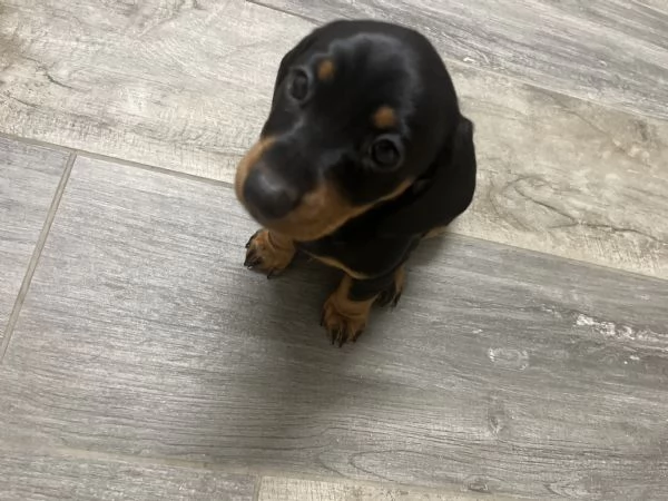 Cuccioli Bassotto Nani, Kaninchen  | Foto 1