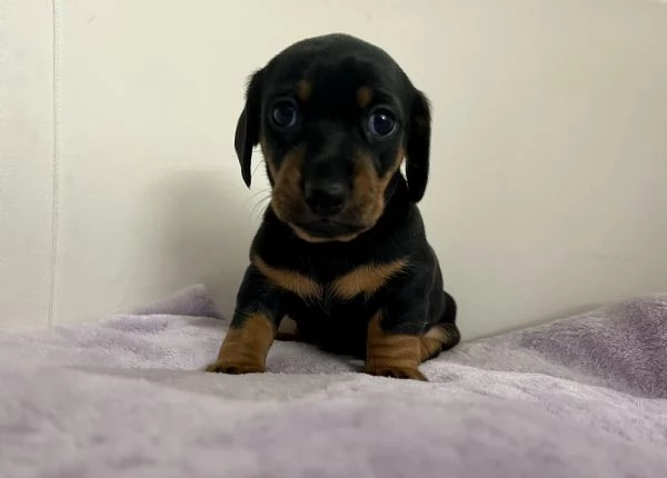 Cuccioli Bassotto Nani, Kaninchen  | Foto 0