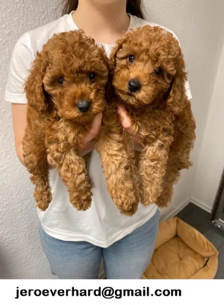 Regalo Cuccioli di ​cuccioli di ​barboncino