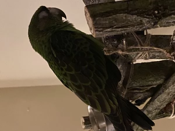 Pappagallo Gulielmi o di jardine | Foto 0