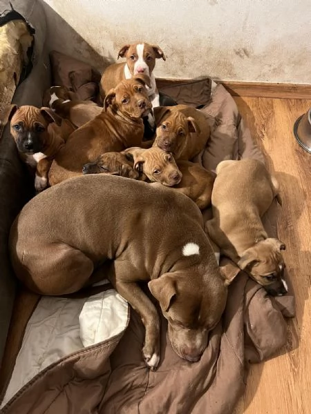 Cucciolata X/pit bull primo annuncio | Foto 1